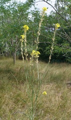 Erysimum canum