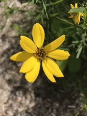 Coreopsis palmata