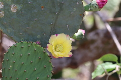 Opuntia excelsa