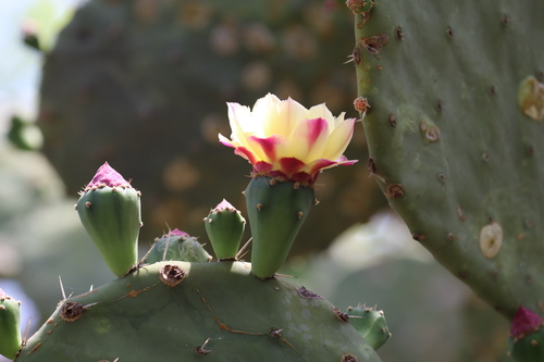 Opuntia excelsa
