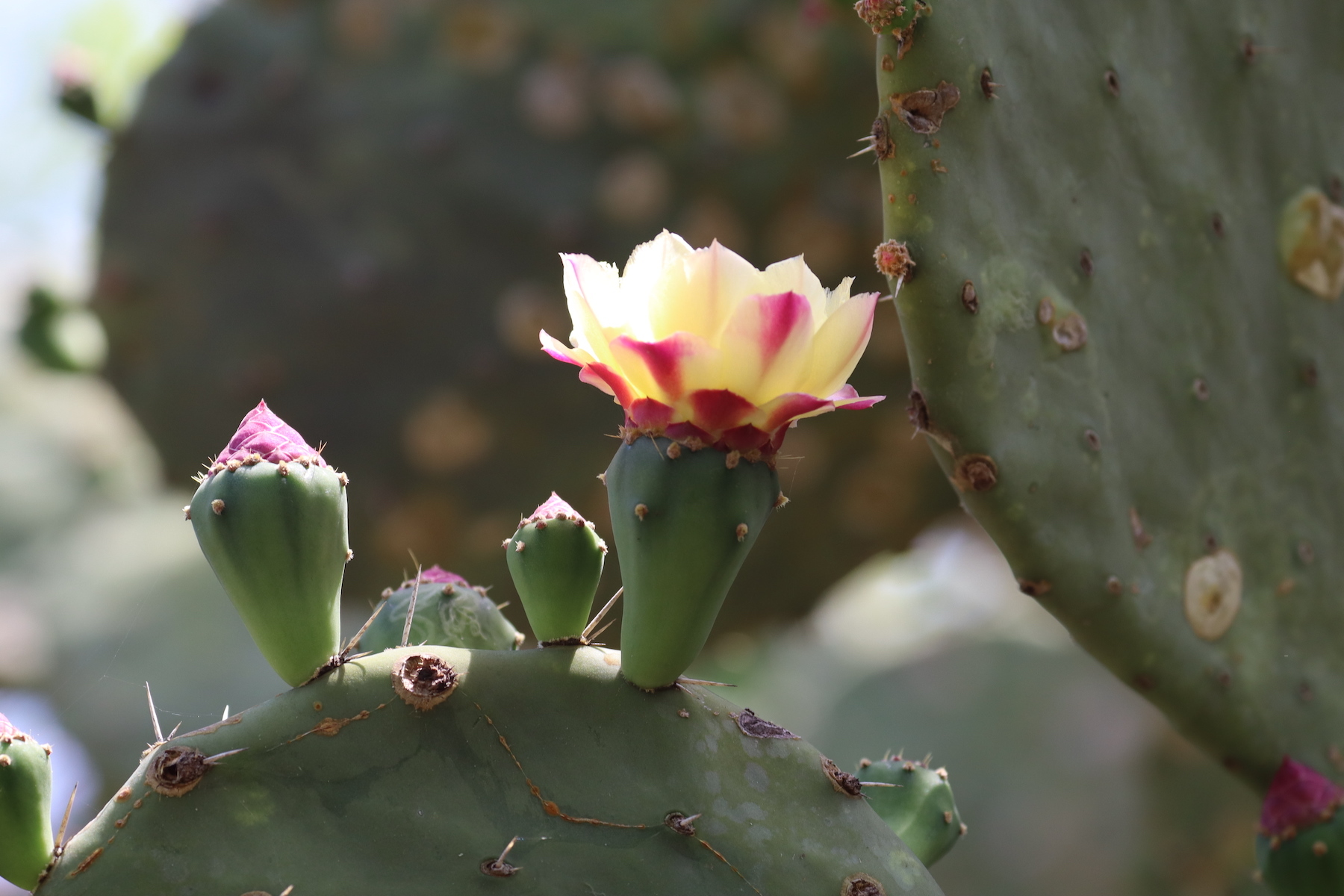 Opuntia excelsa
