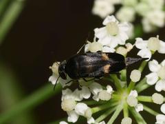 Variimorda villosa