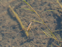 Limnoporus notabilis