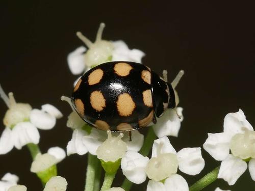 Keturiolikataškė Boružė nuotrauka