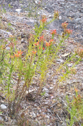 Castilleja auriculata (Castilleja auriculata)