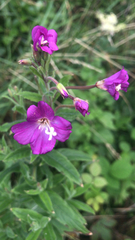 Epilobium hirsutum