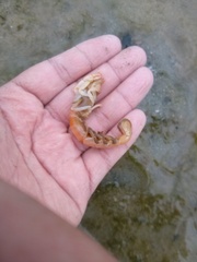 Gilvossius tyrrhenus