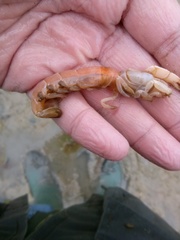 Gilvossius tyrrhenus