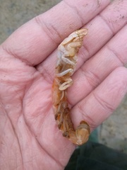 Gilvossius tyrrhenus