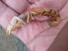 Gilvossius tyrrhenus