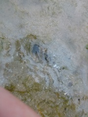 Gilvossius tyrrhenus