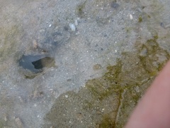 Gilvossius tyrrhenus