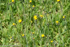 Pilosella piloselloides