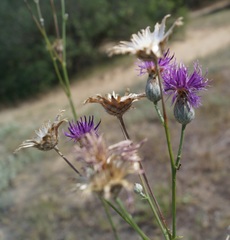 Centaurea scabiosa apiculata