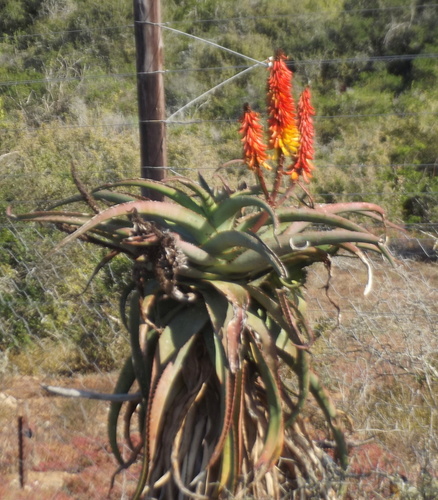 Image of Aloe africana by no rights reserved