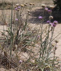 Jurinea longifolia