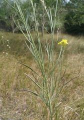 Erysimum canum
