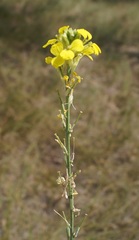 Erysimum canum