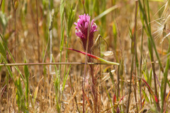 Castilleja densiflora