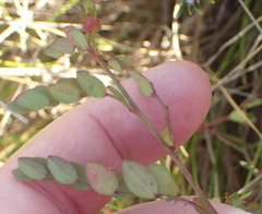 Phyllanthus heterophyllus