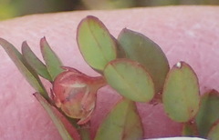 Phyllanthus heterophyllus
