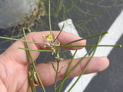 Sisymbrium orientale