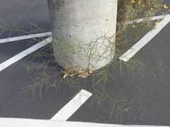 Sisymbrium orientale