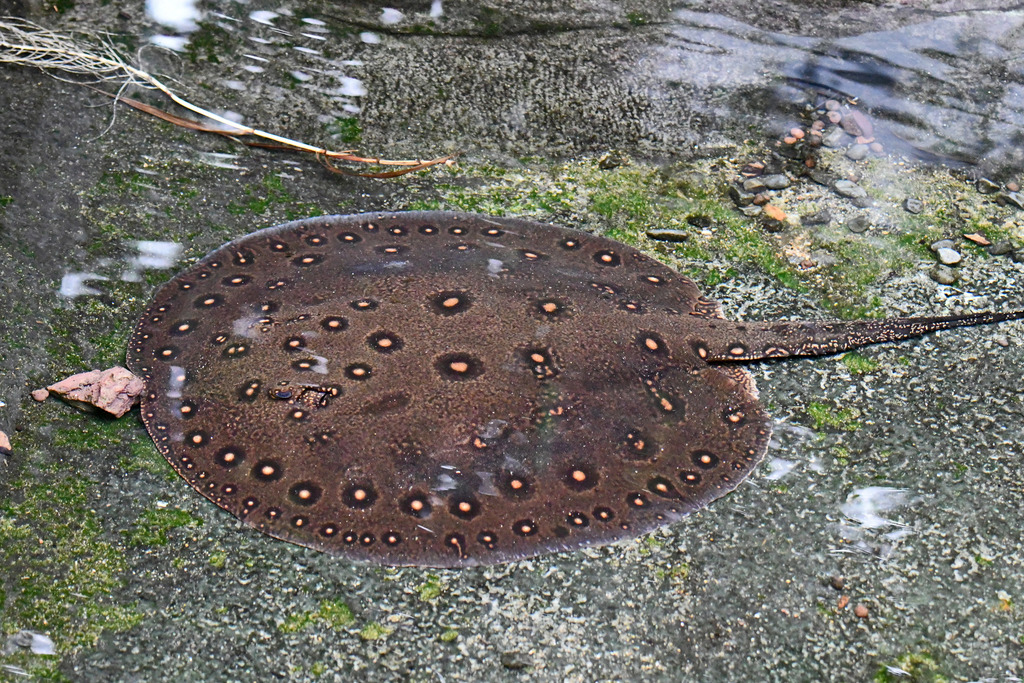 Ocellate Freshwater Stingray