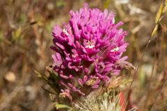 Castilleja densiflora