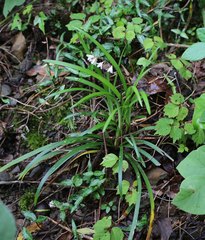 Ophiopogon planiscapus