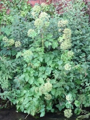 Angelica archangelica
