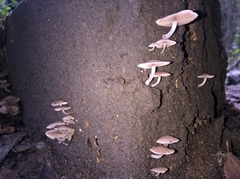 Agaricomycetes