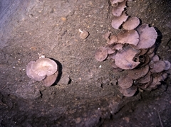 Agaricomycetes