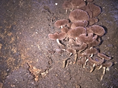 Agaricomycetes