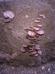 Agaricomycetes