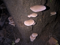 Agaricomycetes