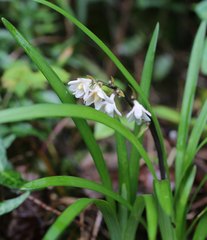 Ophiopogon planiscapus