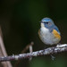 Red-flanked Bluetail - Photo (c) Jason Thompson, some rights reserved (CC BY)