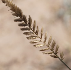 Agropyron dasyanthum