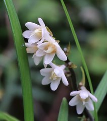 Ophiopogon planiscapus