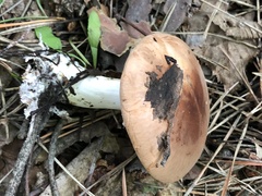 Leucopaxillus gentianeus