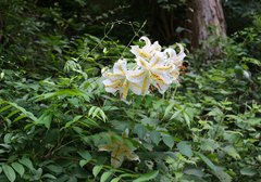 Lilium auratum