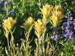 Castilleja christii