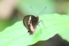 Parides erithalion
