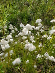 Eriophorum scheuchzeri
