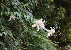 Lilium auratum