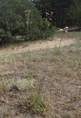 Centaurea scabiosa apiculata