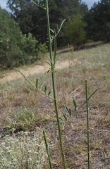 Centaurea scabiosa apiculata