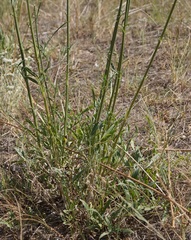 Centaurea scabiosa apiculata