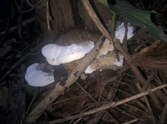 Tyromyces chioneus